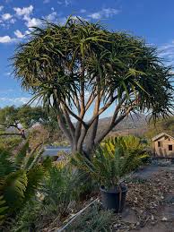 Image result for Aloidendron barberae