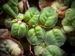 Image result for Phyllanthus retinervis