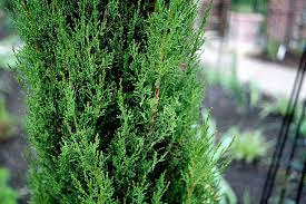 Image result for Cupressus sempervirens