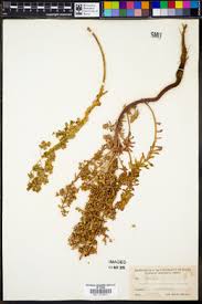 Image result for Euphorbia mossambicensis