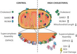 Cholesterol Enrichment In Liver Mitochondria Impairs Oxidative Phosphorylation And Disrupts The Assembly Of Respiratory Supercomplexes Sciencedirect