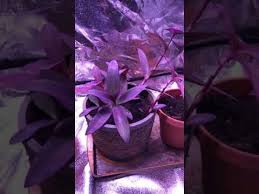 Feit 9w led grow light. Led Grow Light Test Feit Model Glp24fs 19w Led 2 Week Update By Nathan Pater