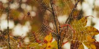 Pest control technician position includes: Croach Croachservices Twitter