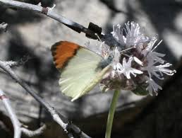 Image result for Anthephora cristata