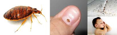 Image result for bed bugs