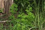 Image result for Grewia herbacea