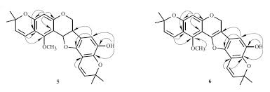 Image result for Ptycholobium contortum