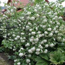 Gewohnlicher Schneeball Viburnum Opulus Viburnum Opulus Roseum Plants