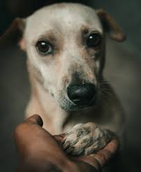 Danilo vasquez robles (@daniloo)