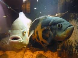 This species of fish is found in a variety of habitats. How To Stop Oscar Fish Aggression 2021 Update