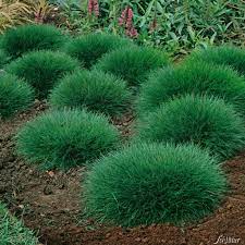 Ideen für einen schönen garten holt ihr euch bei garten schlüter. Barenfellgras Festuca Scoparia Graser Garten Schluter