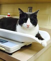 If your cat eats less than 220 calories she'll lose weight. Fat Cat How To Help Your Feline Lose Weight