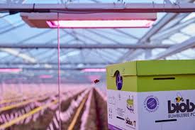 Seeds, seedlings, and tomato plants need darkness as well as light to grow. The Led Light Really Makes A Difference After Growing Tomatoes Under Led