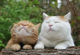 How To Pet Proof Your Yard The Homesource Cute Animals Cute Cats Cat Lovers