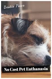Euthanizing a cat can be a very complex process. No Cost Pet Euthanasia In 2021 Pets Dogs Besties