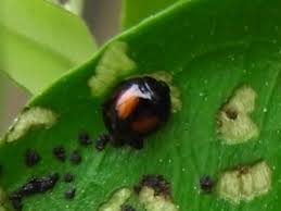 オリーブに害虫 ヘリグロテントウノミハムシ Kochan S ベランダ菜園blog マンションガーデニング 家庭菜園 仙台グルメ キャンペーン情報等