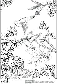 Coloration is a robust promotional instrument. Easy Hummingbird Coloring Page Novocom Top