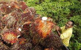 Maybe you would like to learn more about one of these? India Resumes Buying Malaysian Palm Oil As Kuala Lumpur Offers Discount The Hindu