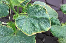 Cucumber Leaves With Yellowed Edges Due To Lesions Of Disease Stock Photo Picture And Royalty Free Image Image 38961278