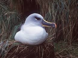 Grey-headed albatross – Australian Antarctic Program