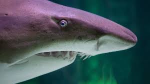 Noaa fisheries conducts research on shark habitats. The New Sharks Coming To Uk As Temperatures Rise Bbc News