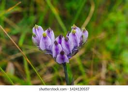 Image result for Burmannia