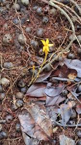 Image result for Voyria