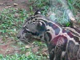Maraknya pemeliharaan kucing hutan biodiversity warriors. Kucing Hutan Gede Amat Youtube