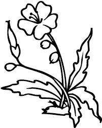 Printable coloring and activity pages are one way to keep the kids happy (or at least occupie. Free Printable Hibiscus Coloring Pages For Kids