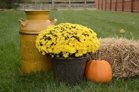 If you are using them as an annual pop of fall color, plant them when blooming in late summer or early fall. Tips On Growing Garden Mums For Fall Sales Greenhouse Grower