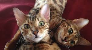 Order today for free shipping within the usa. Exercise Wheel For Cats Cat Treadmill Cat Wheel Gocatwheel