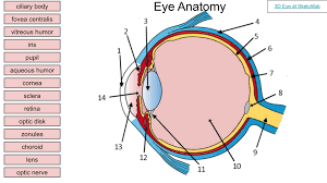 Check spelling or type a new query. Eye Anatomy Drag And Drop