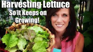 How To Harvest Lettuce So It Keeps On Growing Wash Store It To Last Longer Small Space Garden 7 Youtube