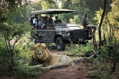 Image result for what is safari in south africa