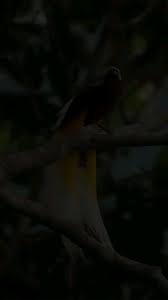 fotograf fotografar fotografci fotografin fotografdukkanim fotografsayfasi fotografpark foto kader gunes tarafindan surukleyici bir kilavuz