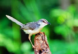 Burung ciblek bahan merupakan burung yang masih dalam usia muda dan belum bisa sepenuhnya melakukan gacor. Download Suara Burung Ciblek Gacor Ngebren Mp3 Harga