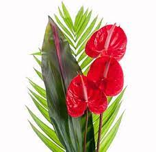 Anthurium Tropical Flower Centerpiece Anthurium Flower Tropical Flowers Bouquet Anthurium Plant