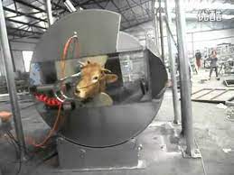 Living Cattle Pneumatic Ritual Type Halal Killing Box 标清 Youtube