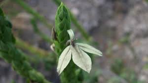 Image result for Ecbolium hastatum