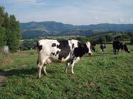 A large animal of the cattle family, with long, curved horns: Category Holstein Friesian Cattle Wikimedia Commons