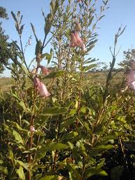 Image result for Ceratotheca sesamoides