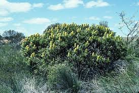 Image result for Banksia attenuata