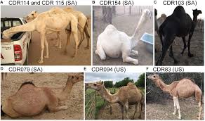 Camels dromedary guanaco bactrian camel by mysunshinevintage these pictures of this page are about:dromedary and bactrian camels. Frontiers Comparative Fish Mapping Of Mc1r Asip And Tyrp1 In New And Old World Camelids And Association Analysis With Coat Color Phenotypes In The Dromedary Camelus Dromedarius Genetics