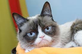 ‪12 of the Most Famous Cats in Pop Culture History‬‏