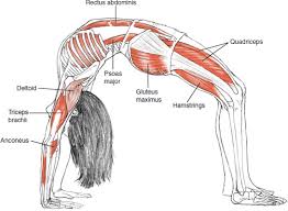 Yoga Muscles In Backbends Yoga Asanas Yoga Anatomy Yoga Muscles