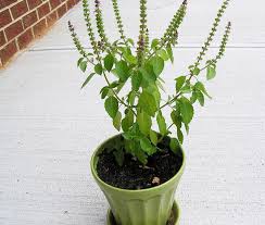 Indoor plants have begun trending as bedroom decor in recent months, but some of them can hurt more than they help. Vastu Plants For Your House The Royale