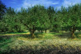 If you prefer to avoid the frustrations of stained stonework, wood decking or hardwood flooring and the expense associated with seasonal spraying to limit fruit production, you should … Fruitless Olive Tree Plant Care Growing Guide