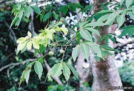 Image result for Ricinodendron heudelotii