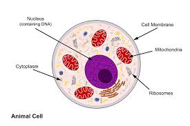 Maybe you would like to learn more about one of these? Basic Structure Of A Plant And Animal Cell Introduction