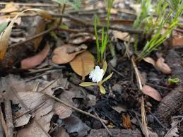 Image result for Nervilia crociformis